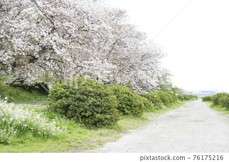 盛開櫻花和浜田金的多摩川河床風光 76175216