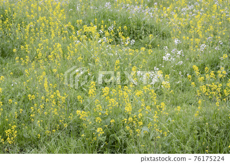 田野裡盛開的油菜花 76175224