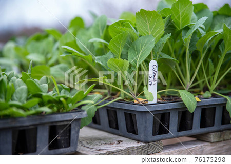 Collard green seedlings with label on a wooden table. Collard green seedlings with label on a wooden table. 76175298