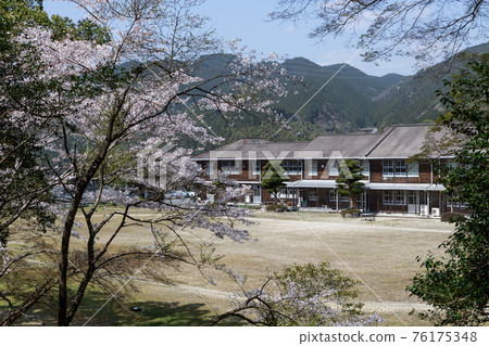 Akizuki Castle Ruins Cherry Blossoms and Okusu Scenery and Akizuki Junior High School Asakura City, Fukuoka Prefecture 76175348