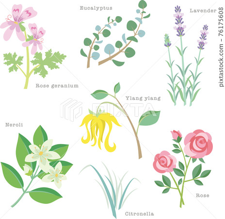 Various herbs used for aroma. Geranium, eucalyptus, lavender, Iran Iran, neroli, citronella, rose. 76175608