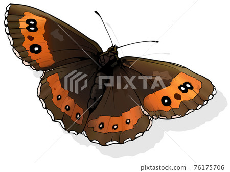 Arran Brown Butterfly 76175706