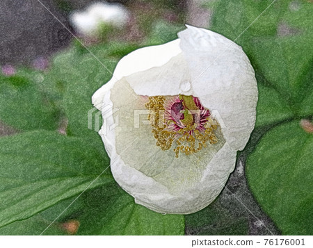 黎明後開花,被露水濕潤的白花“山椒藥:芍藥”。彩色鉛筆劃風格 黎明後開花,被露水濕潤的白花“山椒藥:芍藥”。彩色鉛筆劃風格 76176001