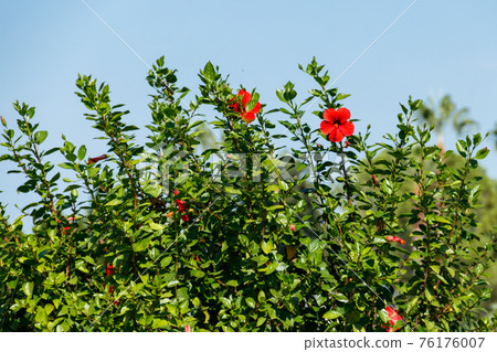 Red Hibiscus flowers (China rose, Chinese hibiscus, Hawaiian hibiscus) in the tropical garden Red Hibiscus flowers (China rose, Chinese hibiscus, Hawaiian hibiscus) in the tropical garden 76176007