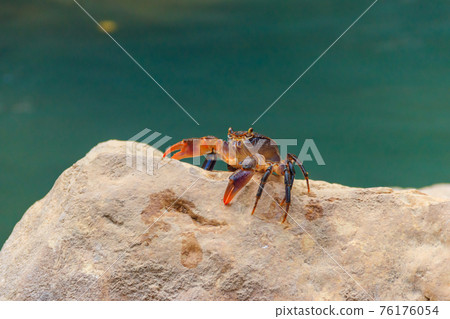 Freshwater river crab (Potamon ibericum) on stone near a mountain river Freshwater river crab (Potamon ibericum) on stone near a mountain river 76176054