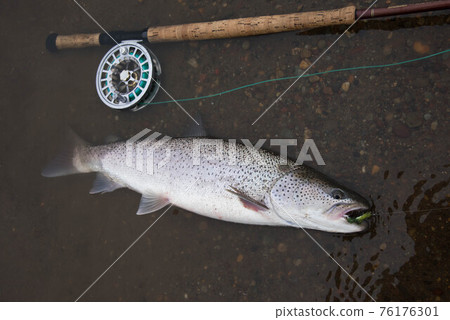Phantom fish Itou 76176301