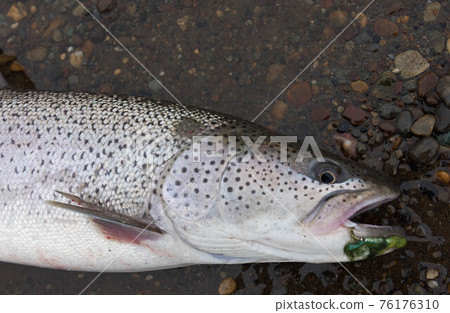 Phantom fish Itou 76176310