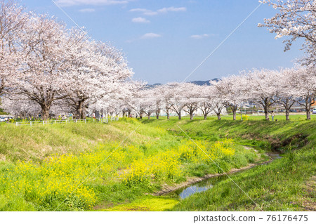 福岡縣築前町草葉川沿岸的櫻花和油菜花 福岡縣築前町草葉川沿岸的櫻花和油菜花 76176475