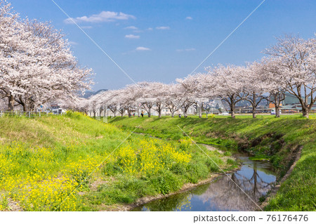 福岡縣築前町草葉川沿岸的櫻花和油菜花 福岡縣築前町草葉川沿岸的櫻花和油菜花 76176476