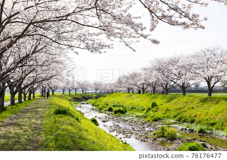福岡縣築前町草葉川沿岸的櫻花和油菜花 福岡縣築前町草葉川沿岸的櫻花和油菜花 76176477