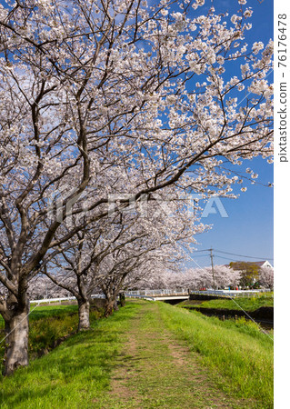 福岡縣築前町草葉川沿岸的櫻花和油菜花 福岡縣築前町草葉川沿岸的櫻花和油菜花 76176478