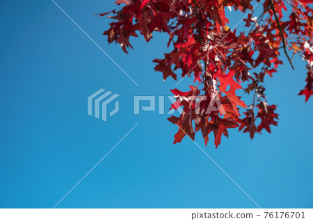 Red leaves maple on blue sky Red leaves maple on blue sky 76176701