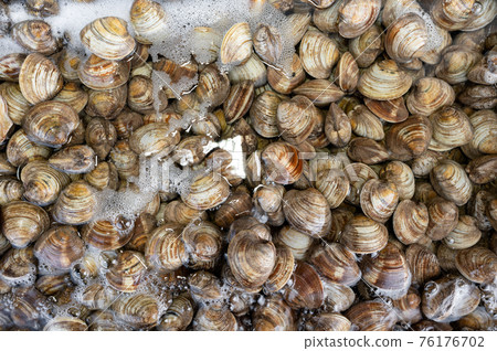 Calm shellfish seafood soaked in water Calm shellfish seafood soaked in water 76176702