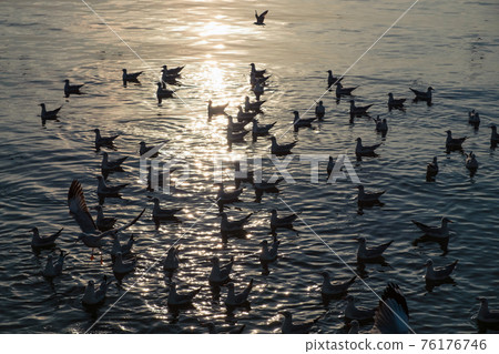 Flock of Seagulls flying and floating on tropical sea in evening at Gulf of Thailand, Bang Pu recreation centre Flock of Seagulls flying and floating on tropical sea in evening at Gulf of Thailand, Bang Pu recreation centre 76176746