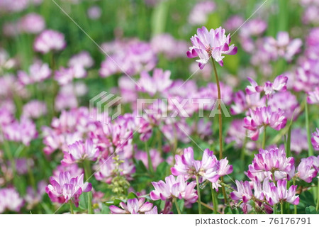 Lotus herb Lotus herb 76176791