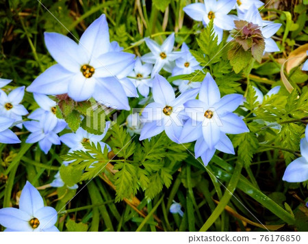 哈納花花 哈納花花 76176850