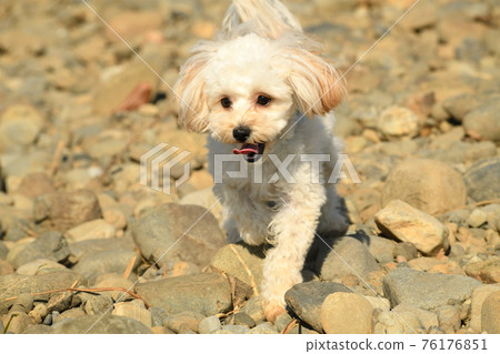 在 Maltipoo 河中散步 76176851