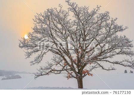 [Winter in Biei, Hokkaido] Seven Stars Tree with hoarfrost February 76177130