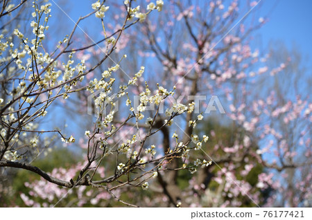 府中市立森林博物館梅藍天 府中市立森林博物館梅藍天 76177421