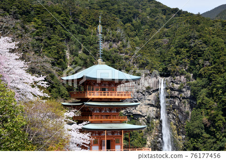 櫻花盛開的那智山那智瀑布和三重塔 櫻花盛開的那智山那智瀑布和三重塔 76177456