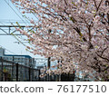 Cherry blossoms along the track 76177510