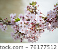 Cherry blossoms along the river 76177512