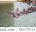 Cherry blossoms along the river 76177513