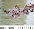Cherry blossoms along the river 76177514