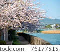 Cherry blossoms along the river in the city 76177515