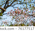 Cherry blossoms along the river 76177517