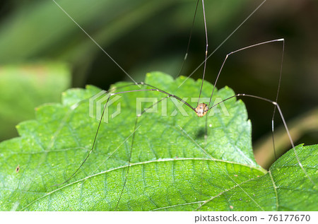 房子甲蟲 76177670