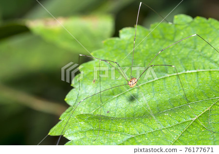 房子甲蟲 76177671