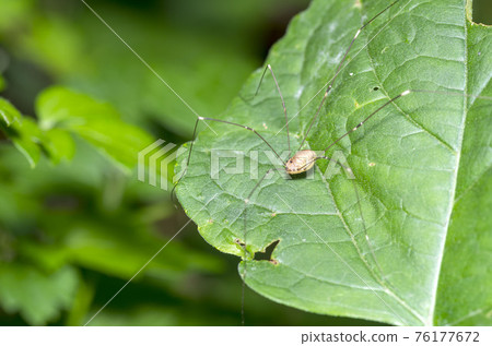 房子甲蟲 76177672