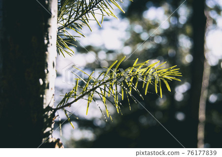 green needles seen from close up green needles seen from close up 76177839