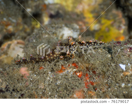 Mating of the sea urchin (Mergui Archipelago, Myanmar) 76179017