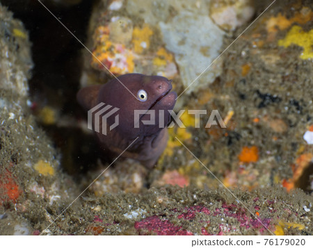 Sabi Utsubo lurking in the gaps between rocks (Mergui Archipelago, Myanmar) Sabi Utsubo lurking in the gaps between rocks (Mergui Archipelago, Myanmar) 76179020