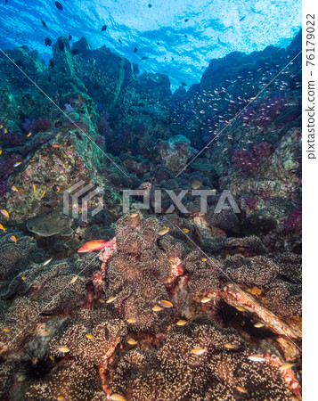 海葵殖民地(緬甸梅爾吉群島) 海葵殖民地(緬甸梅爾吉群島) 76179022