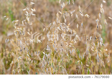 The Sprouts of ripe oats on the field The Sprouts of ripe oats on the field 76179080