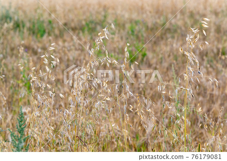 The Sprouts of ripe oats on the field The Sprouts of ripe oats on the field 76179081