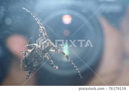 彩繪 Redstart Longhorn Beetle(停在鏡子裡) 彩繪 Redstart Longhorn Beetle(停在鏡子裡) 76179139