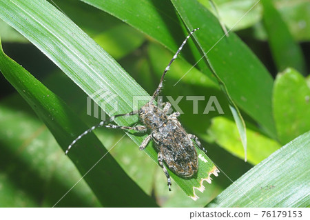 Katajirogomafu Kamikiri 76179153