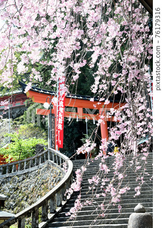 Weeping cherry tree and one torii gate of Kumano Nachi Taisha Shrine Weeping cherry tree and one torii gate of Kumano Nachi Taisha Shrine 76179316