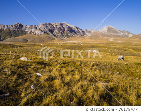 Stunning landscape with grazing cows in the meadows of Campo Imperatore valley, Gran Sasso National Park, Abruzzo region, Italy Stunning landscape with grazing cows in the meadows of Campo Imperatore valley, Gran Sasso National Park, Abruzzo region, Italy 76179477