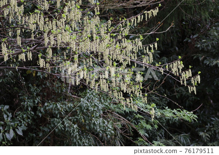 春天里山盛開的木部花 76179511