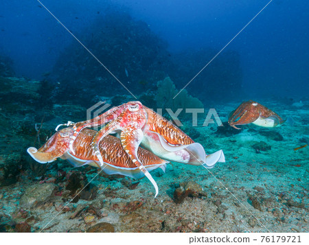 Trough Cuttlefish Mating on Coral Reefs (Richeryu Rock, Surin Marine National Park, Kingdom of Thailand) 76179721