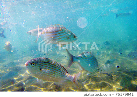 Wild Salema / Sarpa salpa in ocean - Canary Island Wild Salema / Sarpa salpa in ocean - Canary Island 76179941