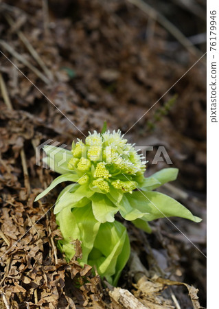 Noodles Noodles 76179946