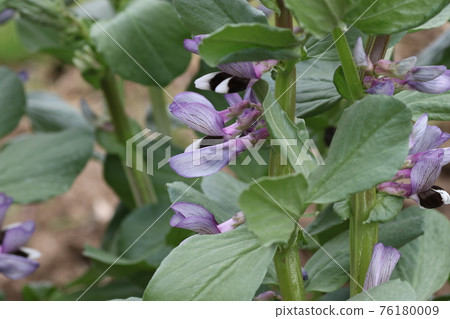 春田盛開的蠶豆花 76180009
