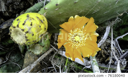 Opuntia stricta - Prickly pear cactus - Lanzarote 76180040
