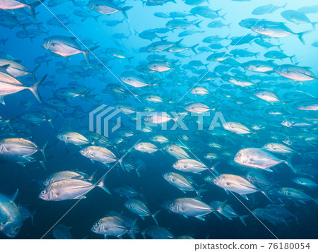 Bigeye trevally herd (Richeryu Rock, Surin Marine National Park, Kingdom of Thailand) Bigeye trevally herd (Richeryu Rock, Surin Marine National Park, Kingdom of Thailand) 76180054